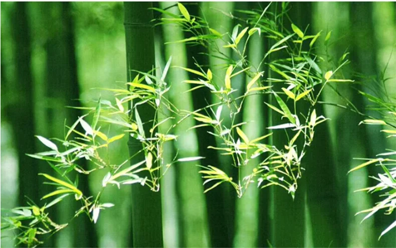 Bamboo Pendant Light Fixture